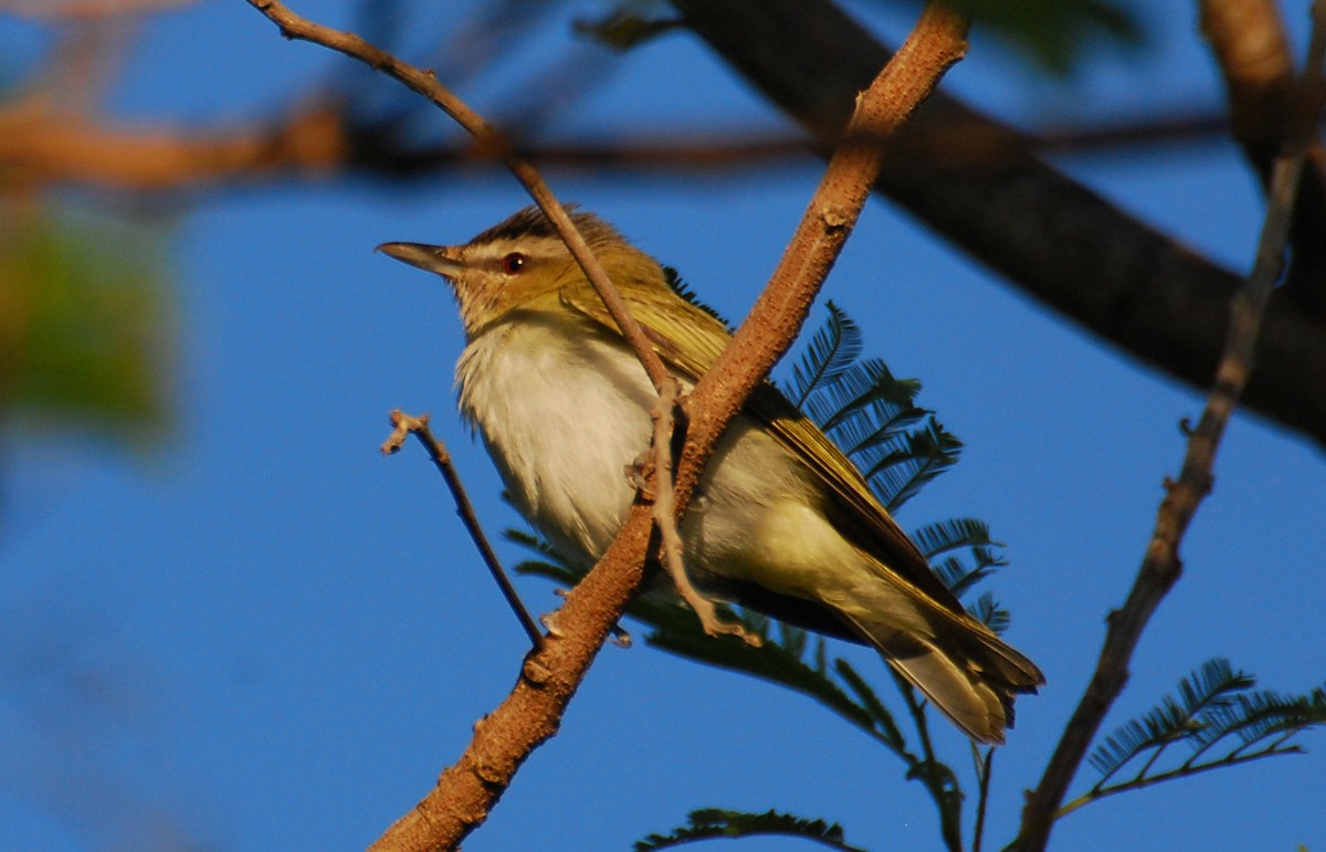 Красноглазый виреон - ML647383258