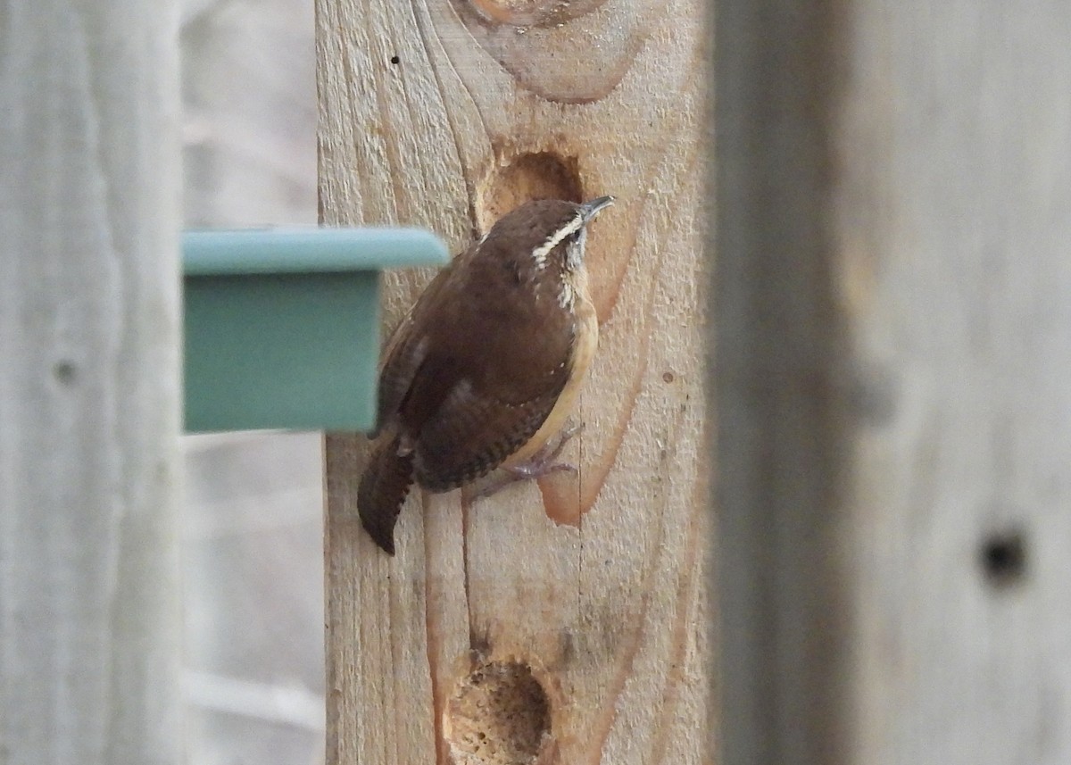 Carolina Wren - ML647383259