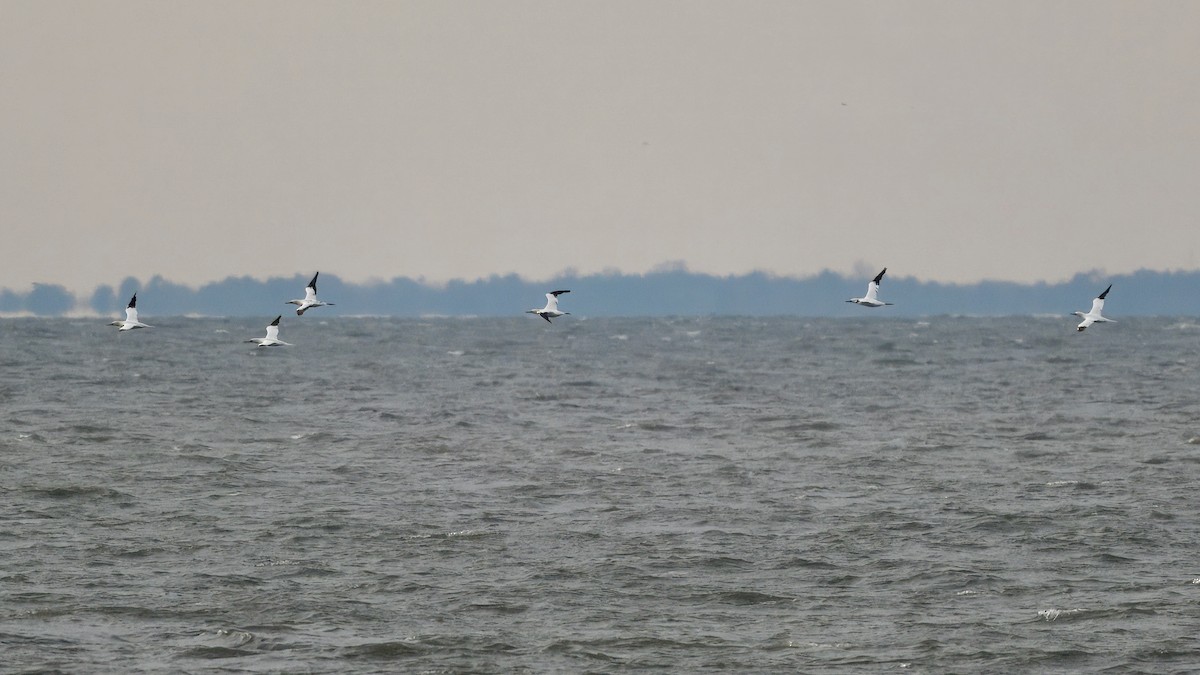 סולה מצויה - ML647383260