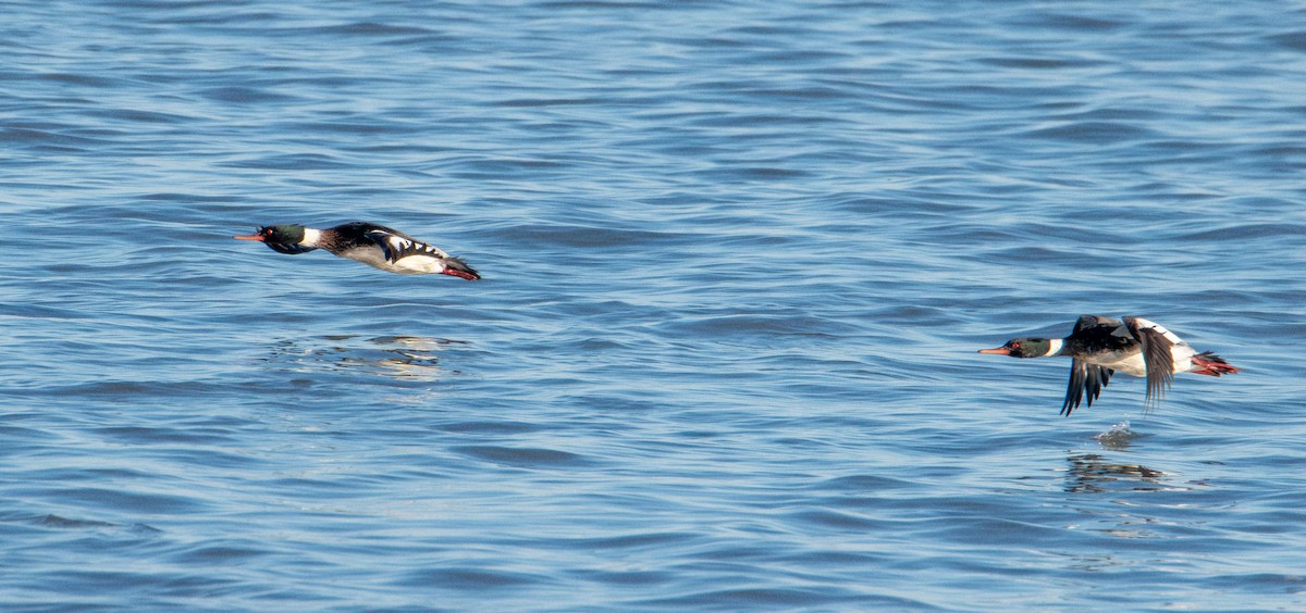 Serreta Mediana - ML647383261