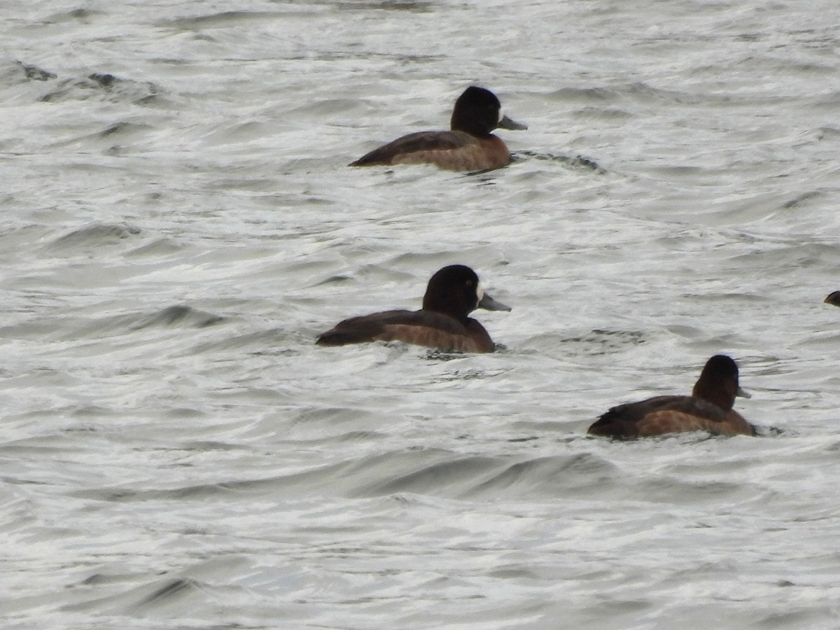 bergand - ML647383262