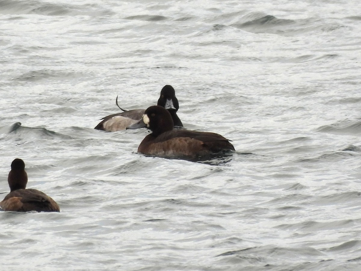 bergand - ML647383263