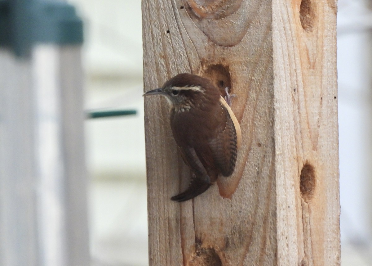 Carolina Wren - ML647383267
