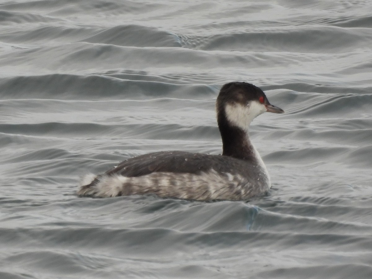 Txilinporta urrebelarria - ML647383272