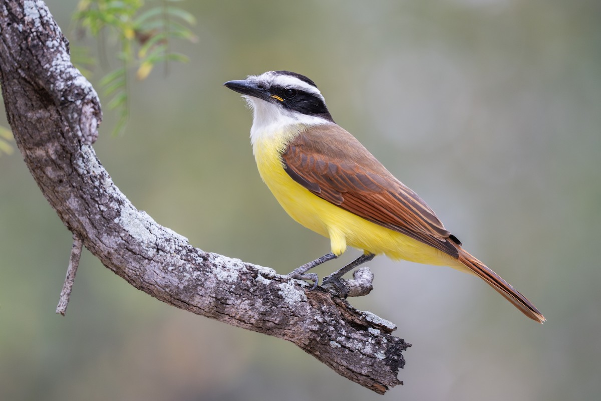 Great Kiskadee - ML647383280