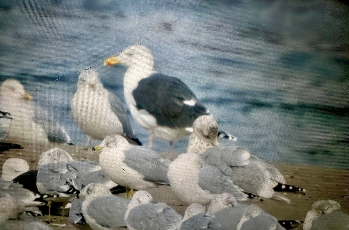 Great Black-backed Gull - ML647383287