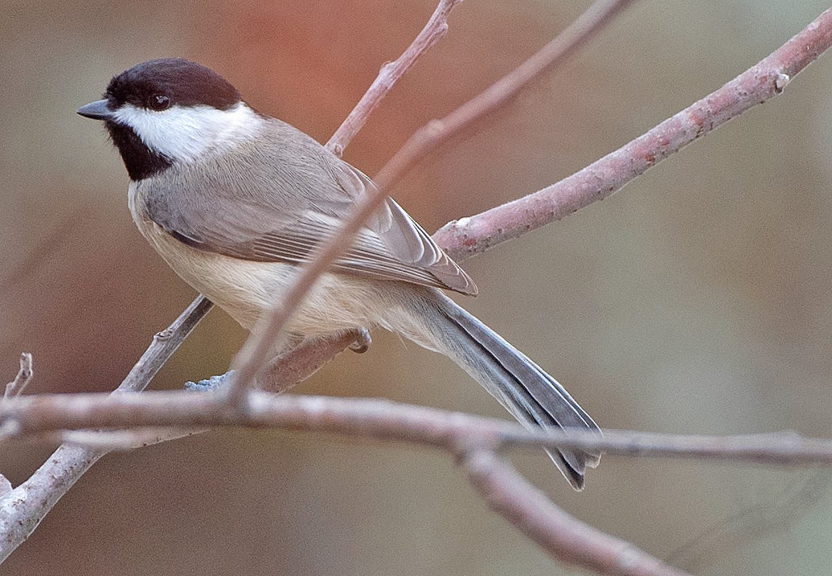 Carolina Chickadee - ML647383290