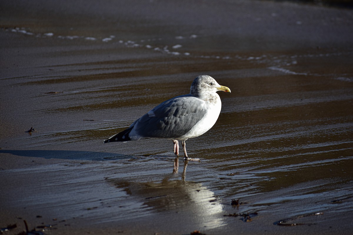 American Herring Gull - ML647383291
