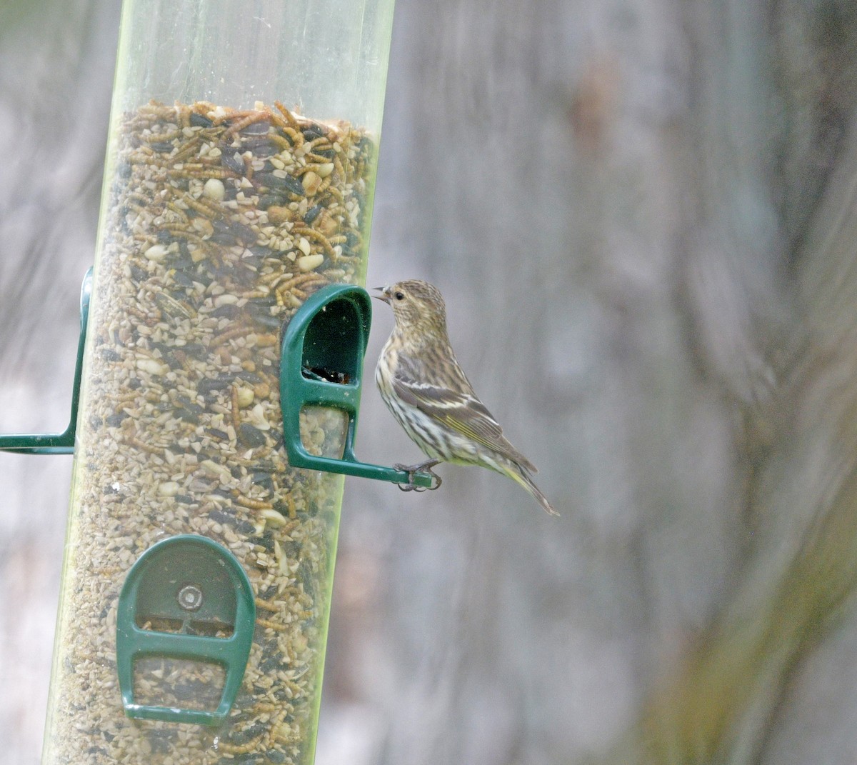 Pine Siskin - ML647383292