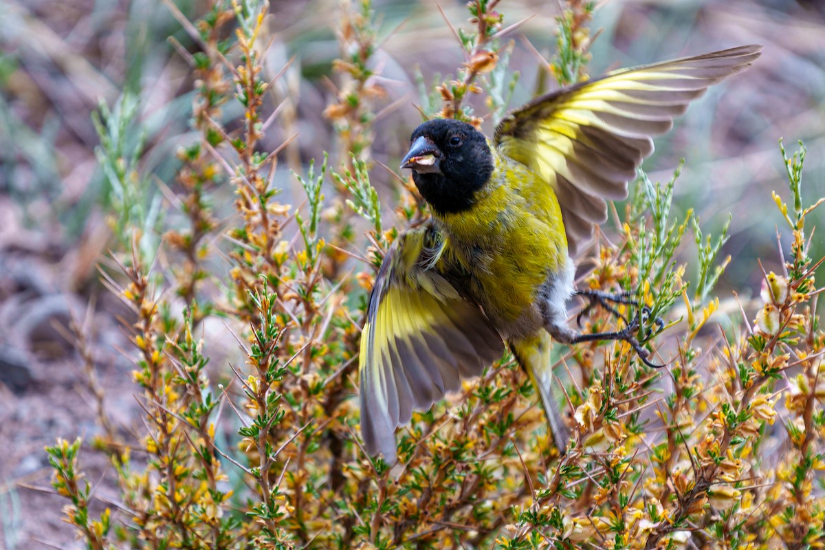 Jilguero Piquigrueso - ML647383293