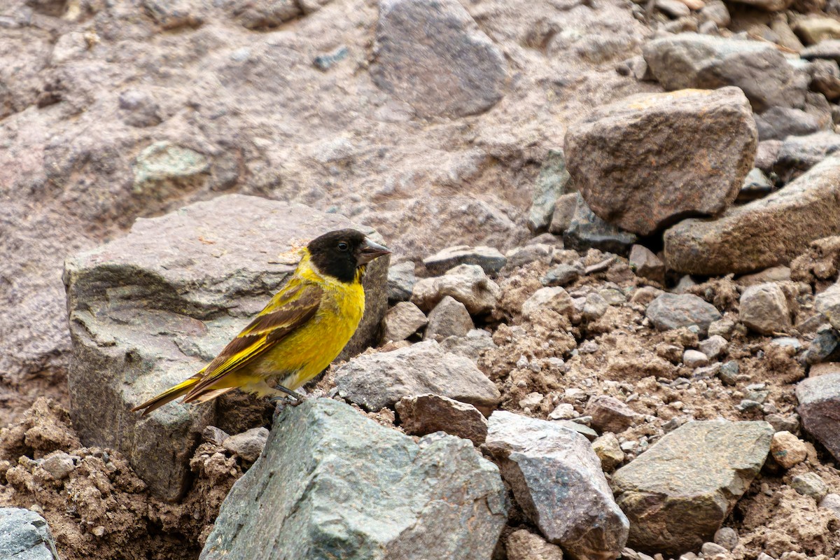 Jilguero Piquigrueso - ML647383295