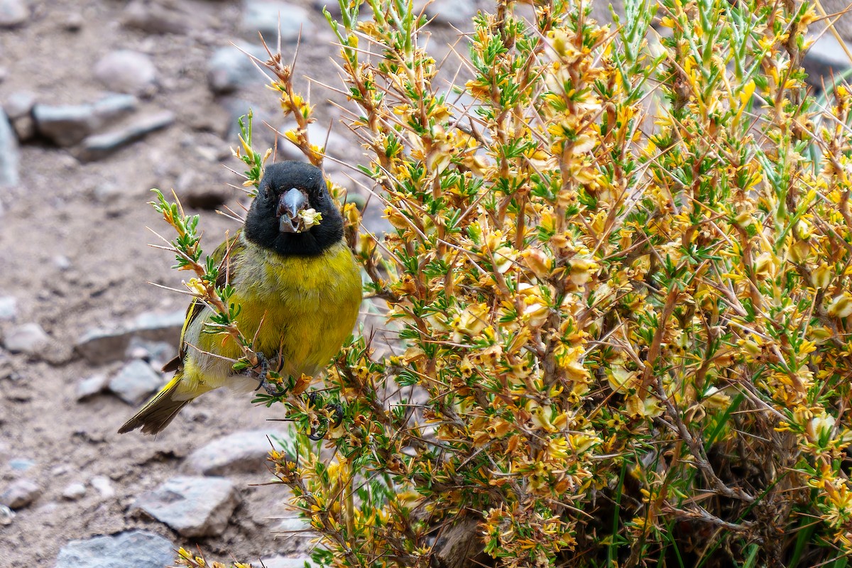 Jilguero Piquigrueso - ML647383298