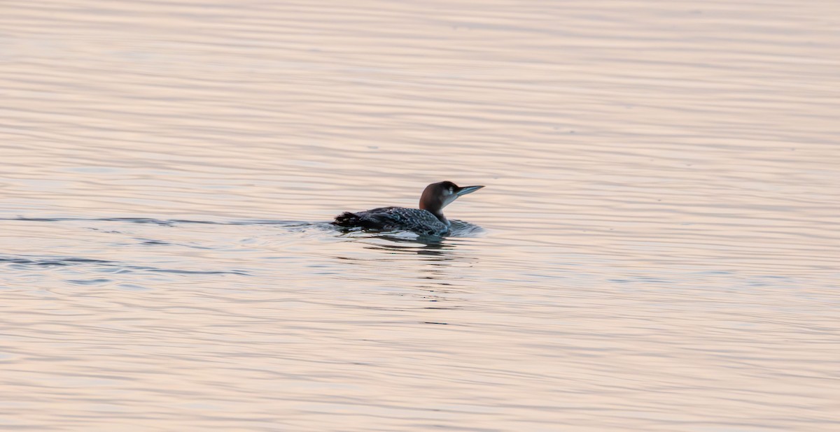 Common Loon - ML647383304