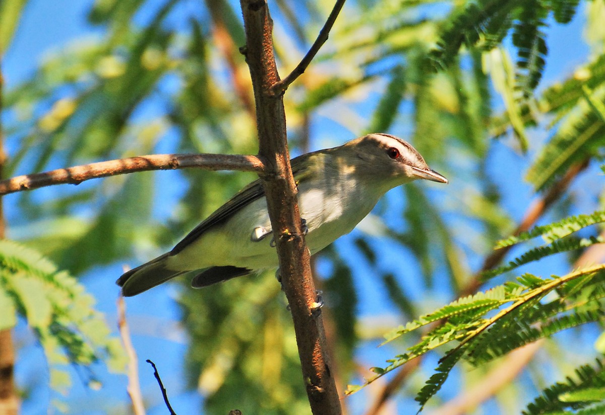 Красноглазый виреон - ML647383319