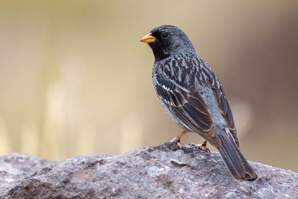 Mourning Sierra Finch - ML647383321