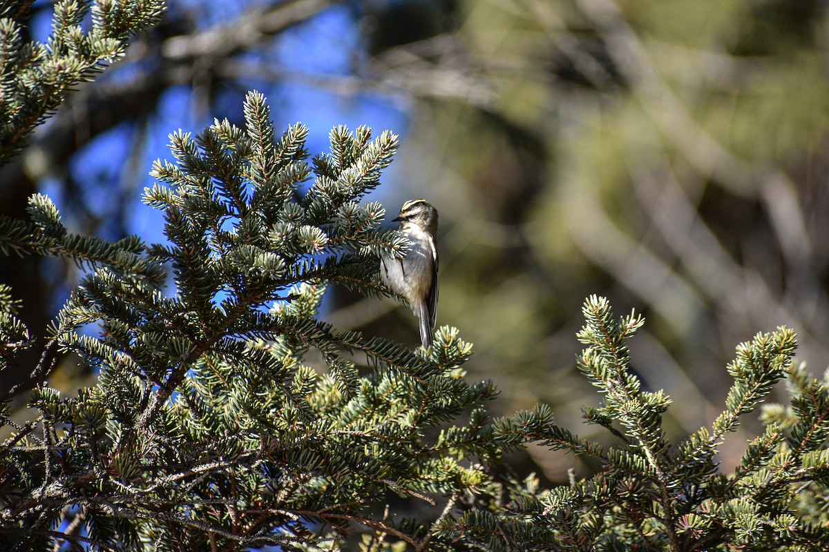 Golden-crowned Kinglet - ML647383326