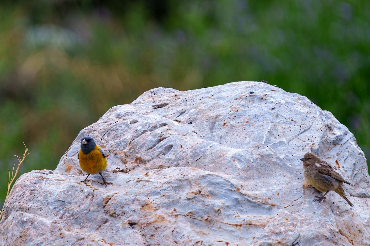 Gray-hooded Sierra Finch - ML647383327