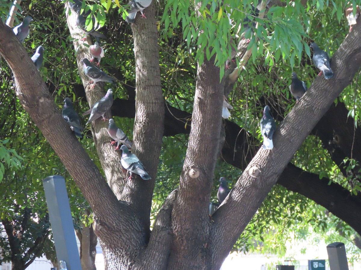 Rock Pigeon (Feral Pigeon) - ML647383328