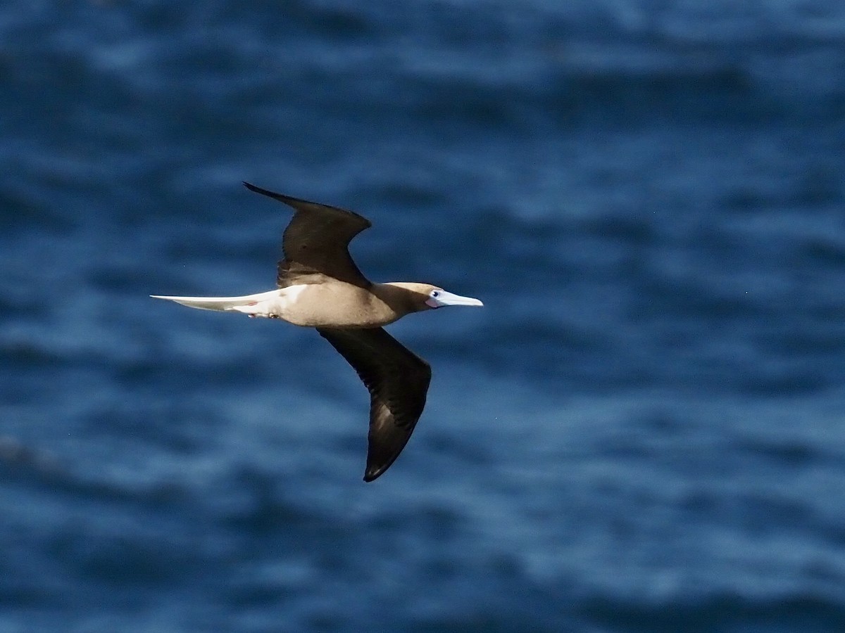 アカアシカツオドリ - ML647383336