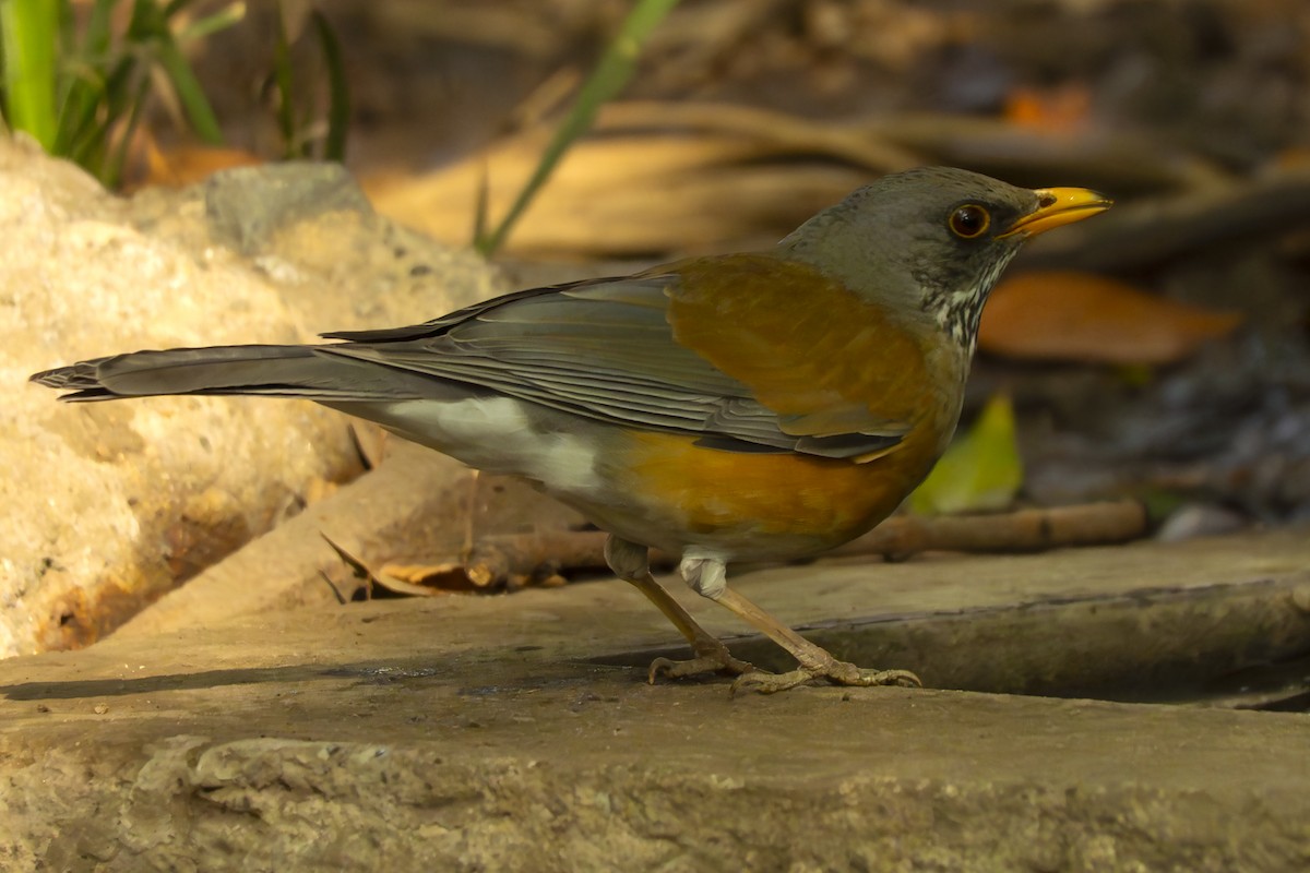 Rufous-backed Robin - ML647383353