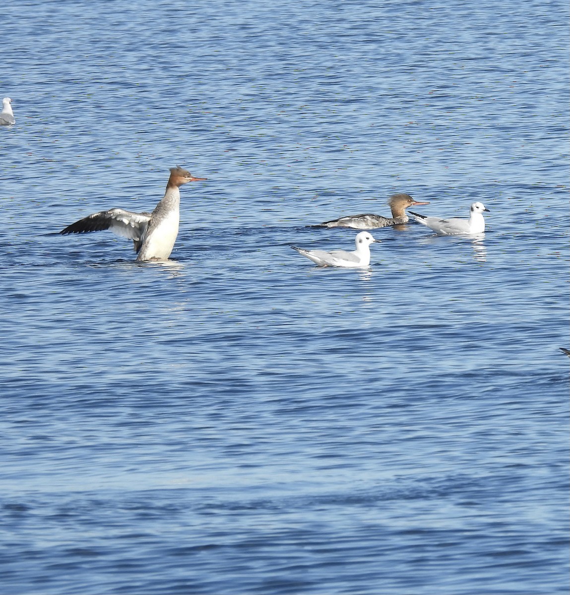 Serreta Mediana - ML647383358