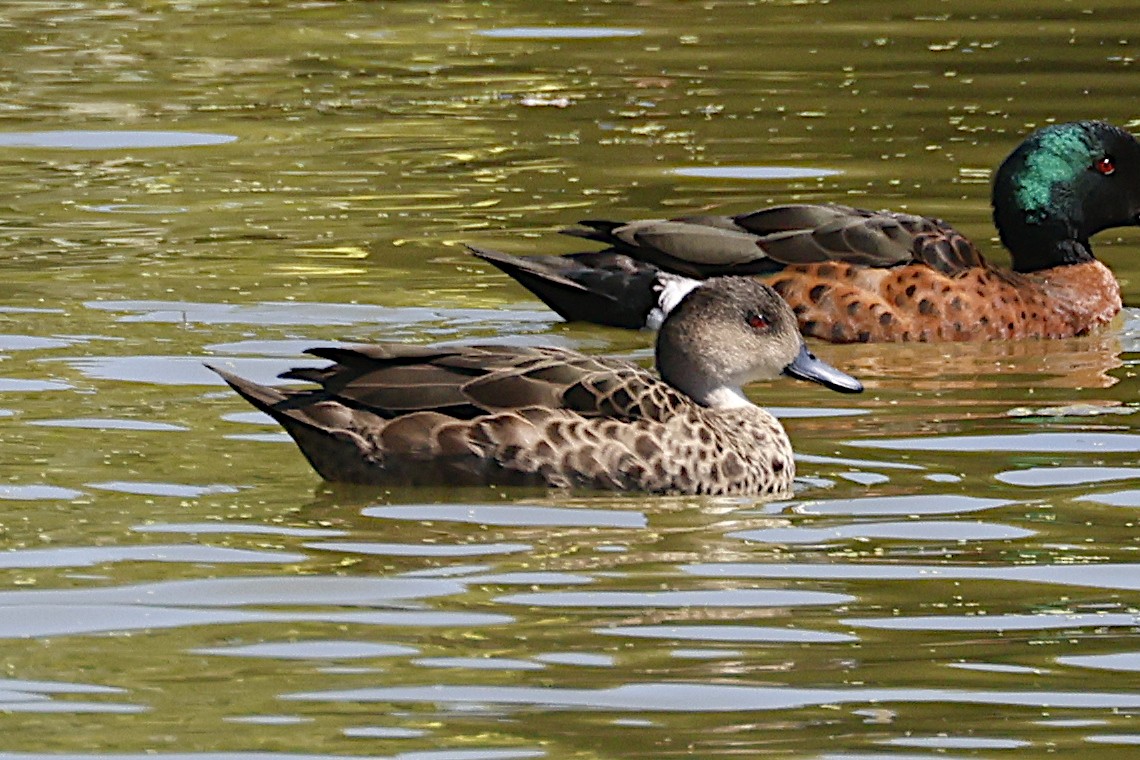 Sarcelle australasienne - ML647383365