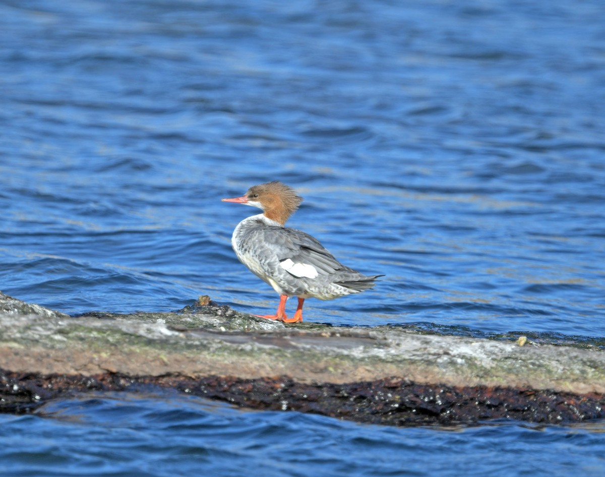 Serreta Mediana - ML647383374