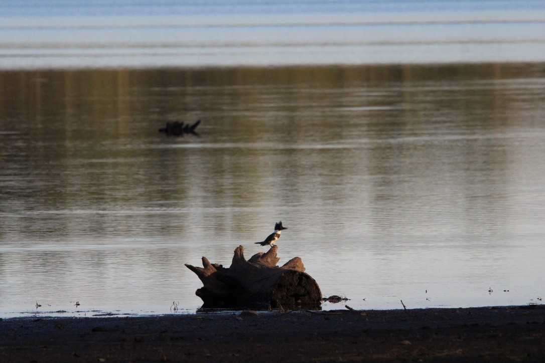 Belted Kingfisher - ML647383381