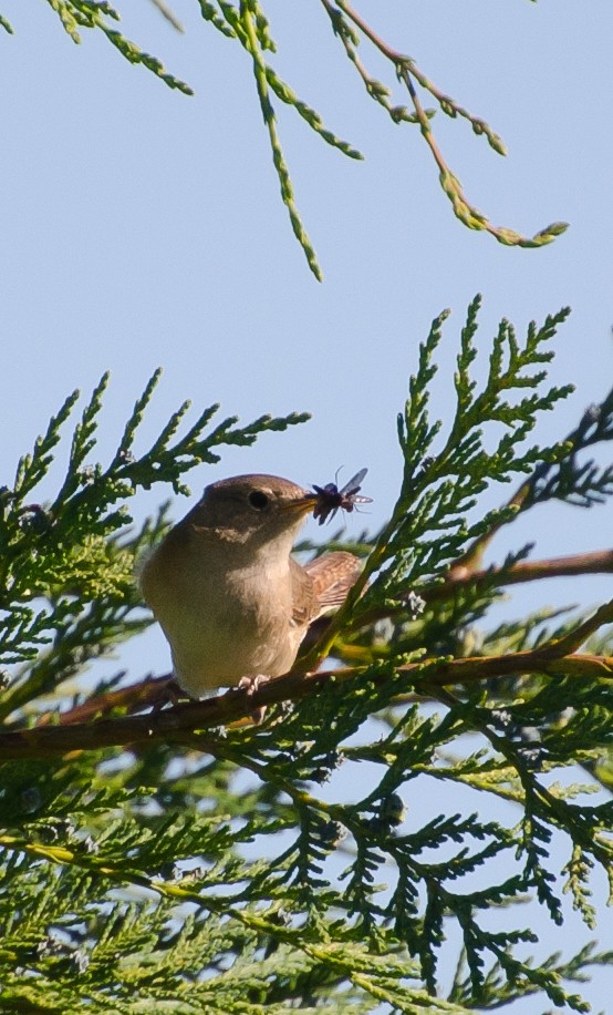 Southern House Wren - ML647383382