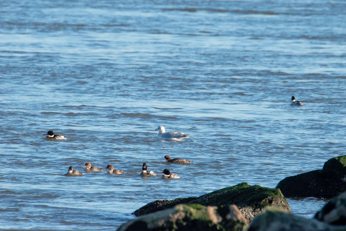 Serreta Mediana - ML647383402