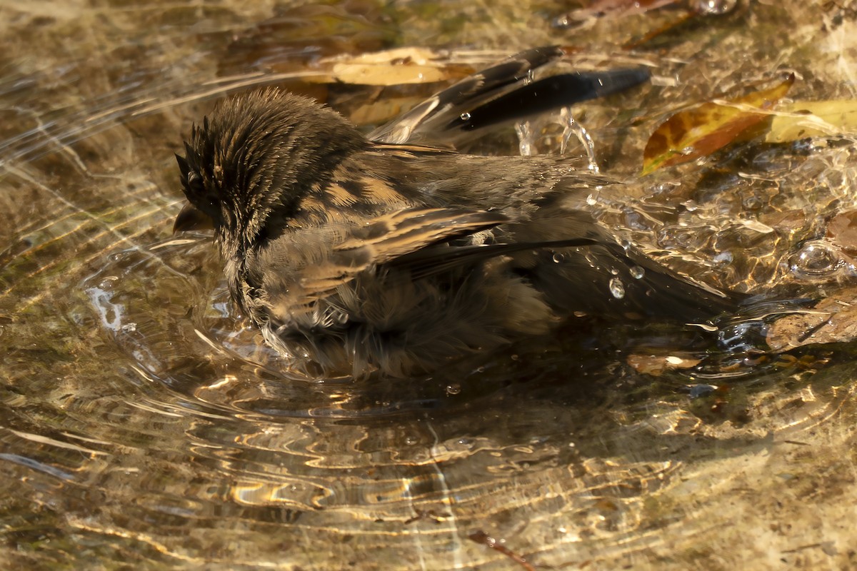 gråspurv - ML647383405