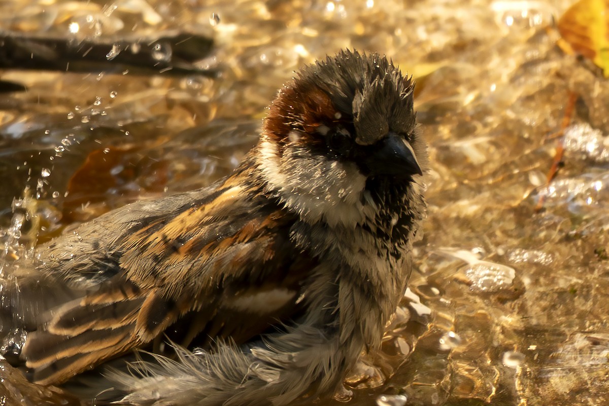 gråspurv - ML647383406