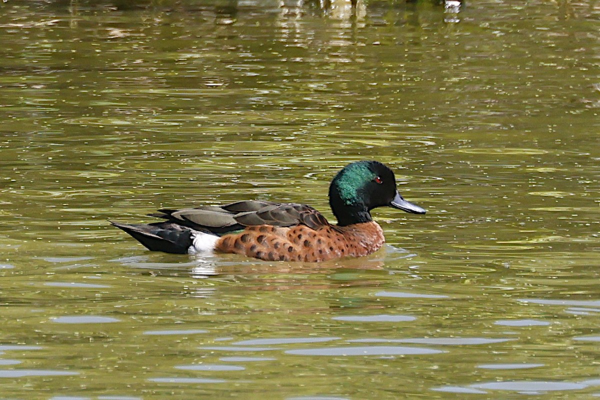 Chestnut Teal - ML647383418