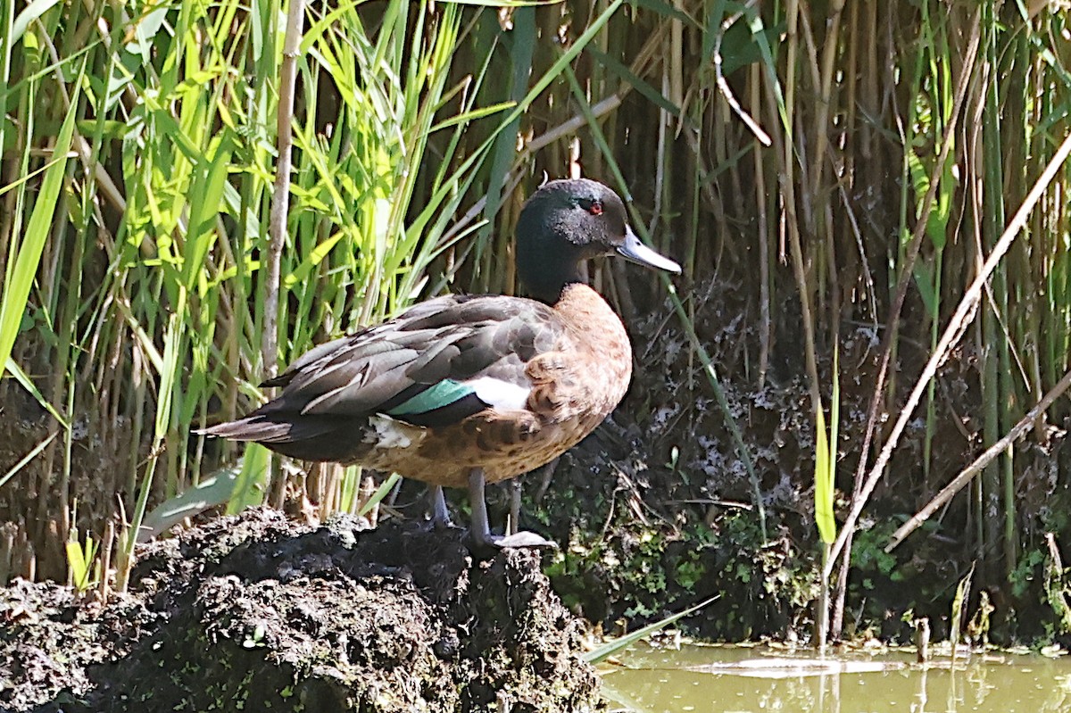 Chestnut Teal - ML647383420