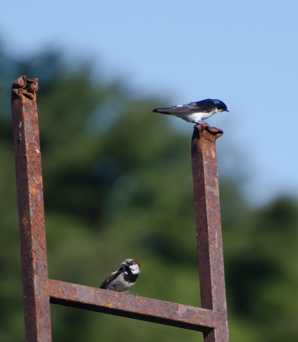 gråspurv - ML647383424