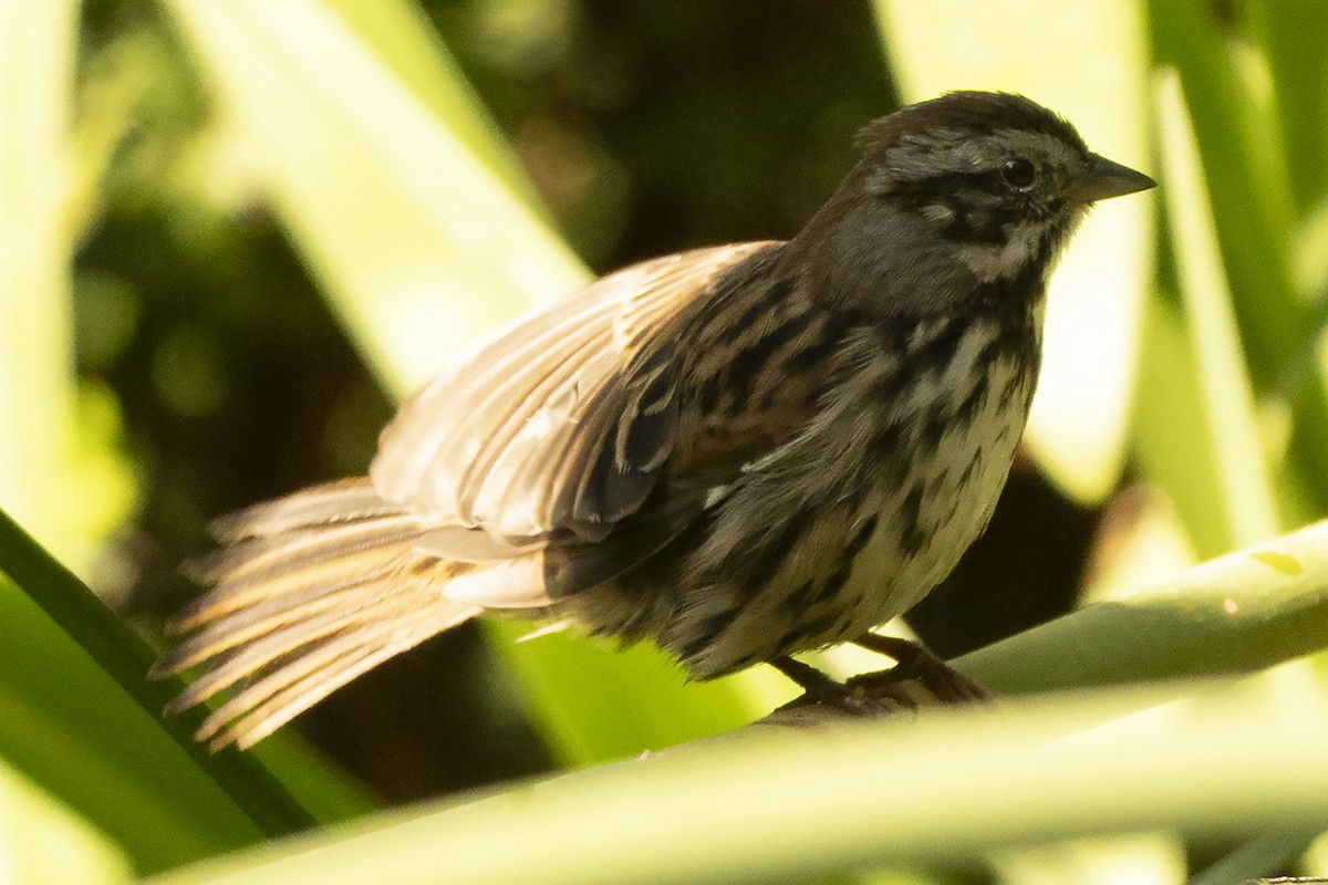 Song Sparrow - ML647383428