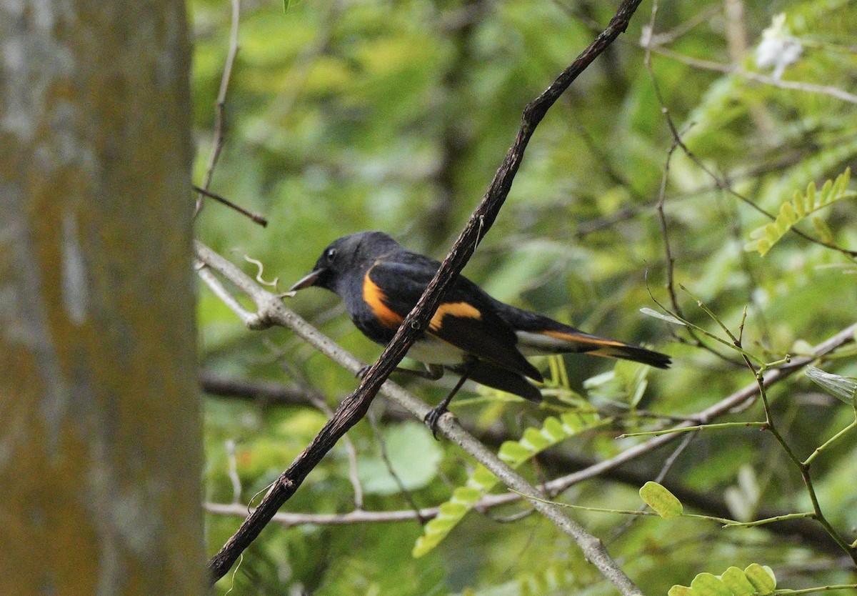 Горихвостковая древесница - ML647383431