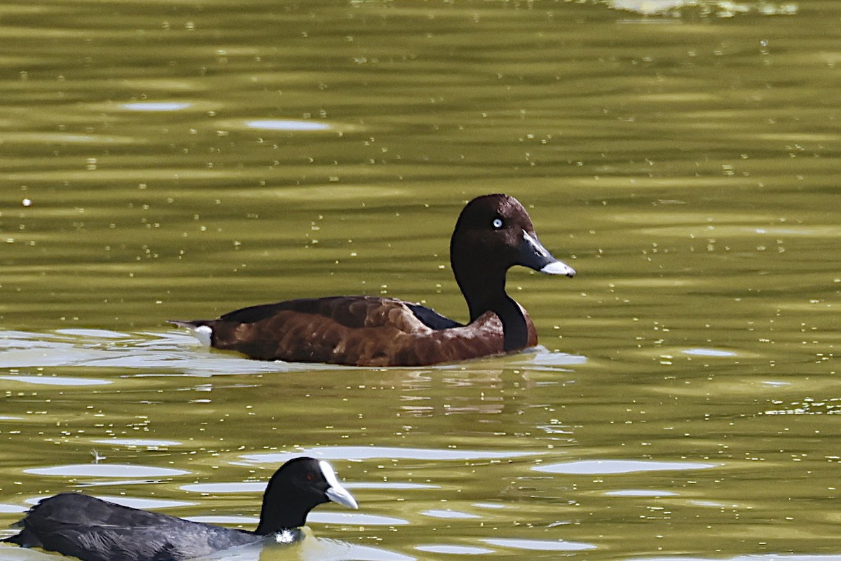 Hardhead - ML647383434