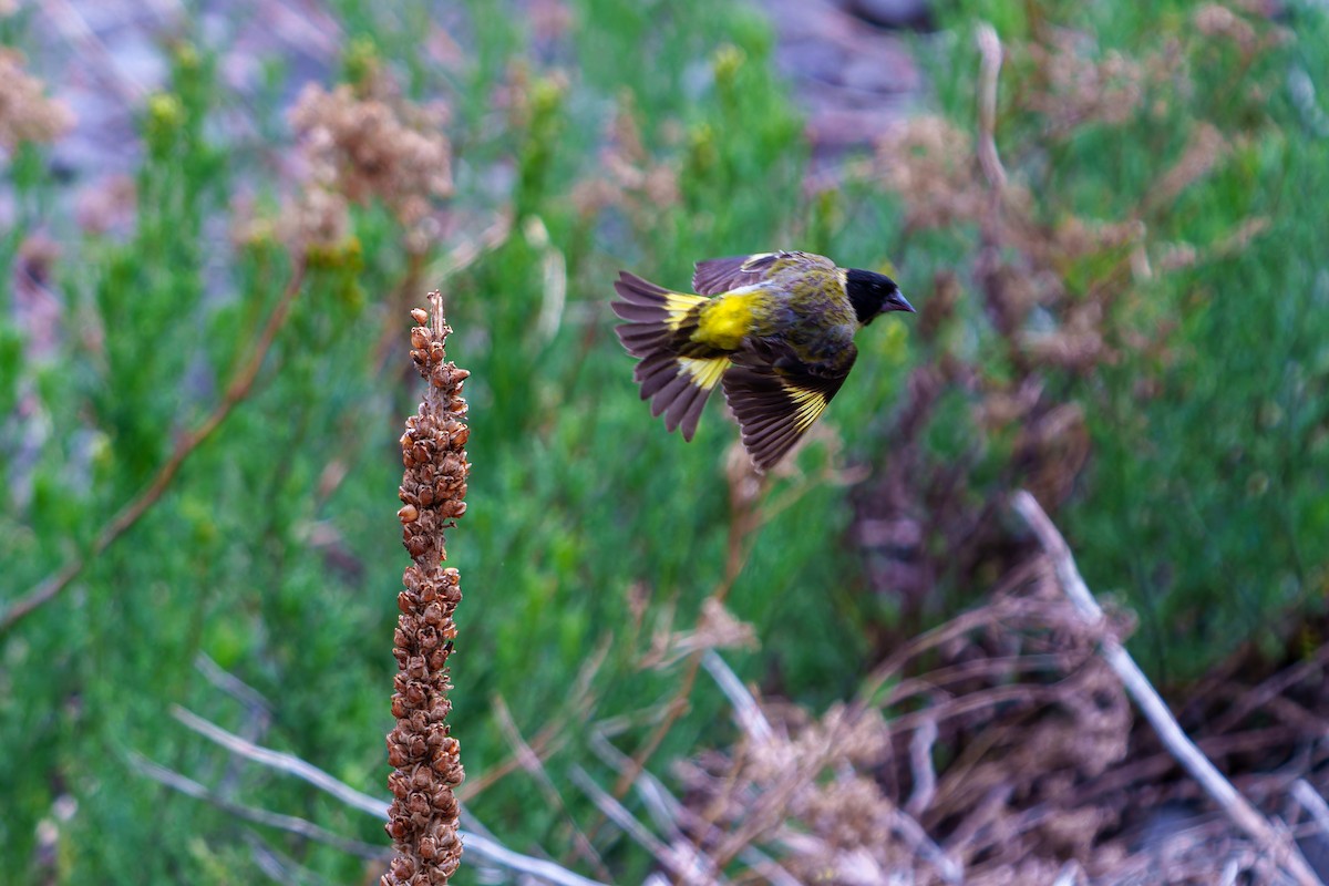 Jilguero Piquigrueso - ML647383439