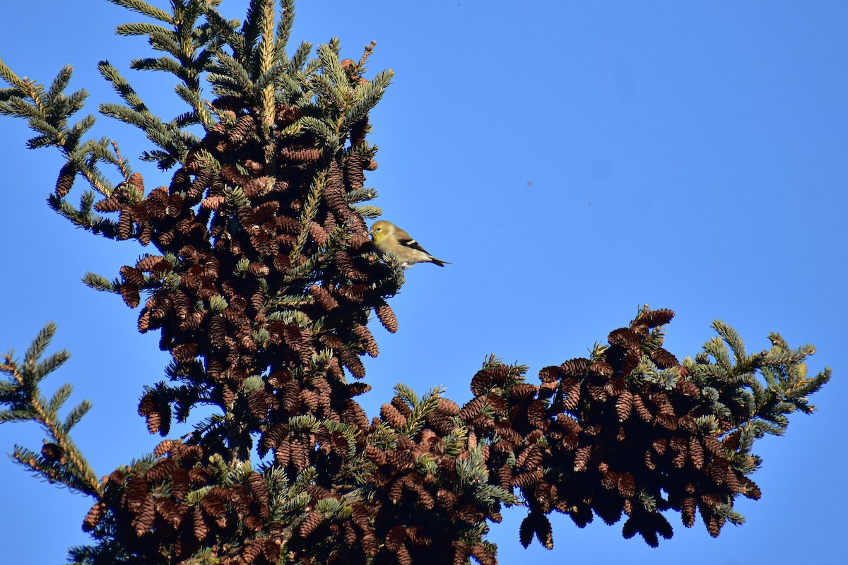 American Goldfinch - ML647383448