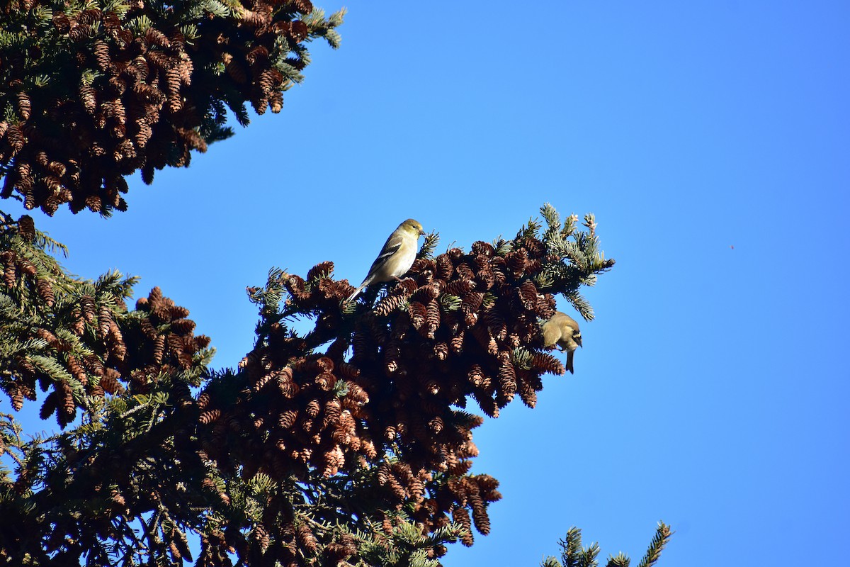 American Goldfinch - ML647383449