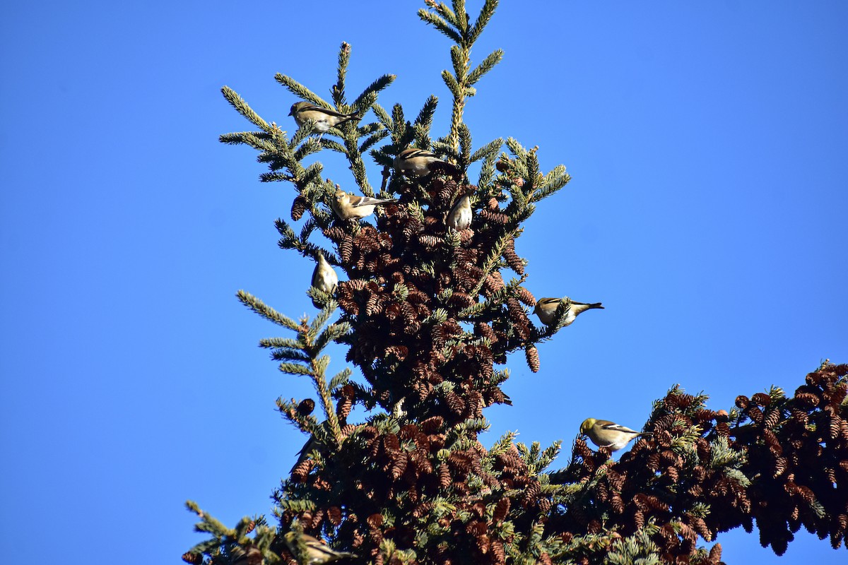 American Goldfinch - ML647383450