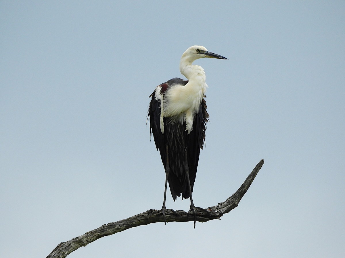 Чапля білошия - ML647383459