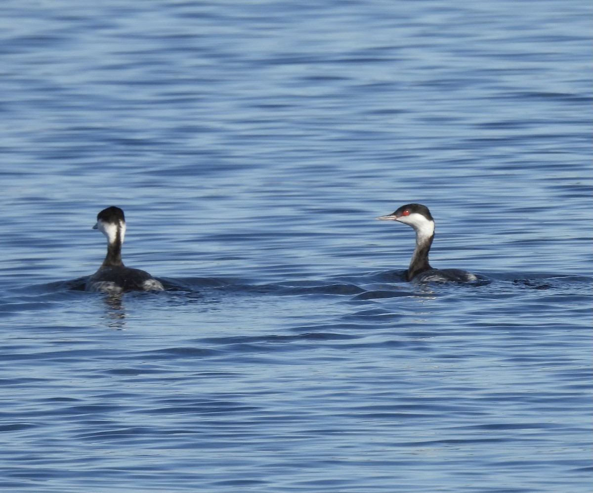 Txilinporta urrebelarria - ML647383462