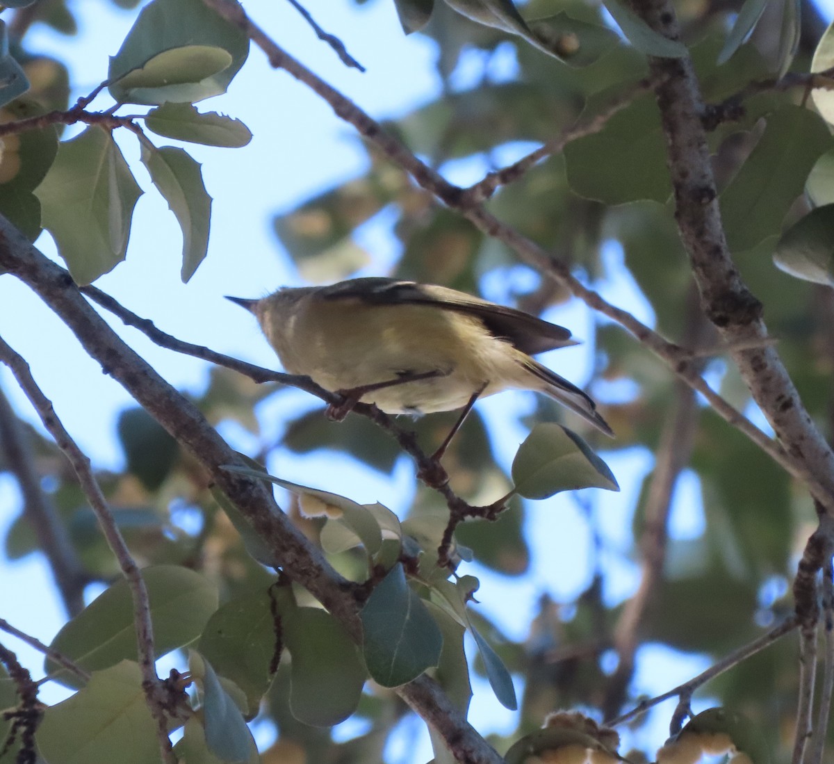 Ruby-crowned Kinglet - ML647383463