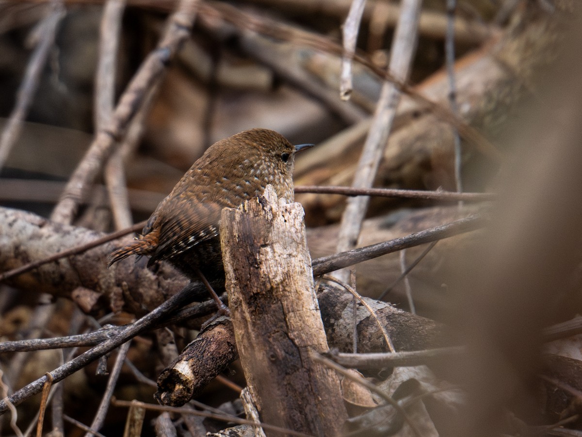 フユミソサザイ - ML647383464