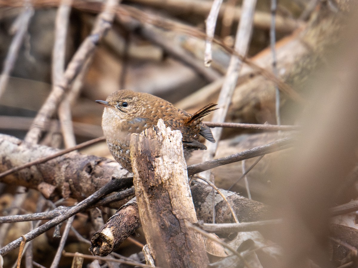 フユミソサザイ - ML647383465