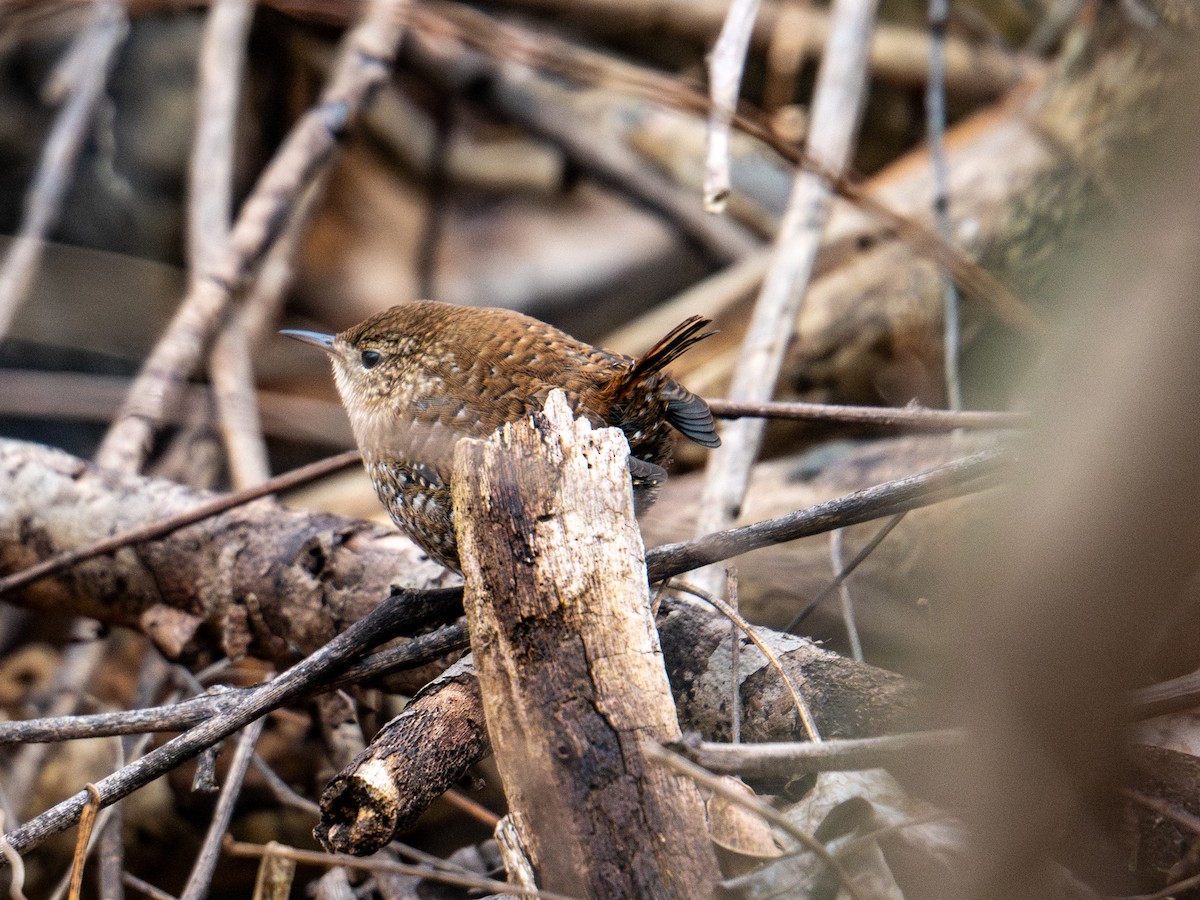 フユミソサザイ - ML647383467