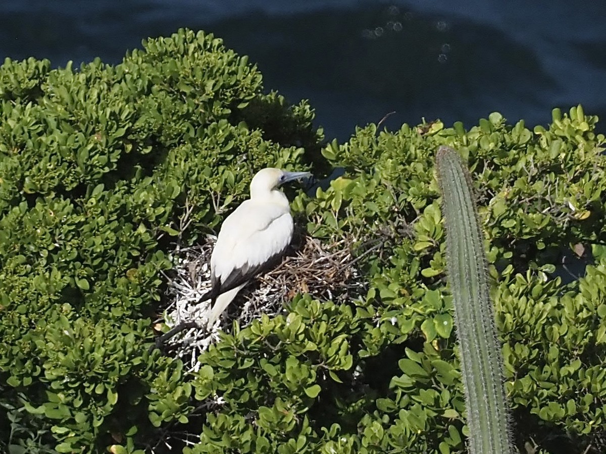 アカアシカツオドリ - ML647383471