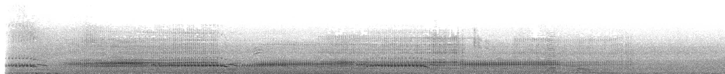 コビトペンギン - ML647383475